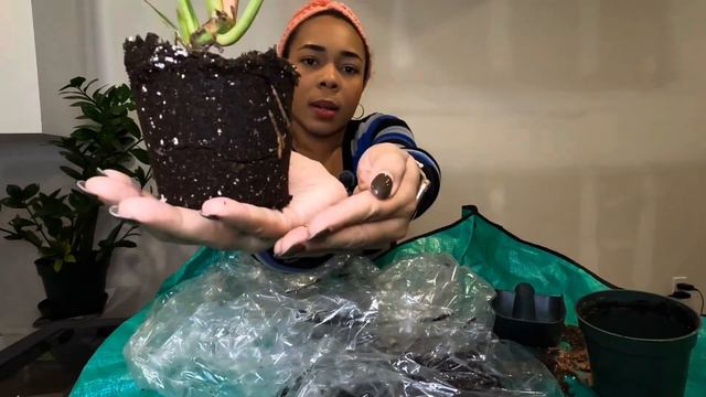 PLANT CHORES| REPOTTING & INTRODUCING NEW PLANTS TO COLLECTION