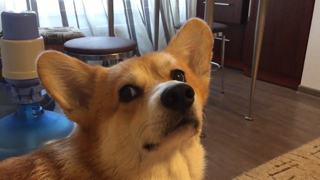 ВЕЛЬШ КОРГИ ПЕМБРОК - ОХ УЖ ЭТА МОРДА! - PEMBROKE WELSH CORGI смотреть онлайн
