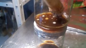 Шампиньоны гигантские, получение мицелия из гриба