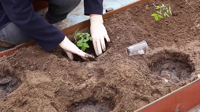 Пересаживаем томаты с Мязиной. Пересадка помидоров в теплицу. Любовь Мязина. 0+ смотреть онлайн