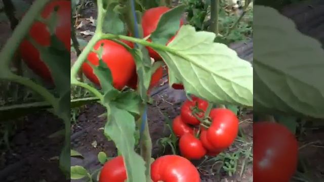 Полудетерминантный красный томат Саймон F1 от Enza Zaden. смотреть онлайн