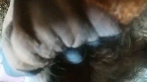 Как определить возраст у овец? #ветеринар #животноводство #баран