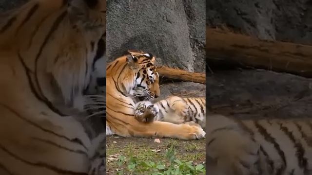 VID-20240601-WA0026.mp4 смотреть онлайн