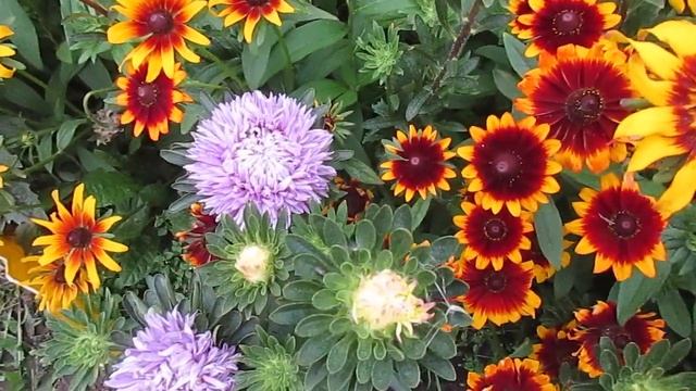 Самые красивые астры.31.08.2019 смотреть онлайн