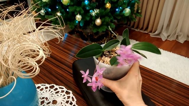 Детки Орхидеи Эквестрис Граз. Мой подход к выращиванию. смотреть онлайн