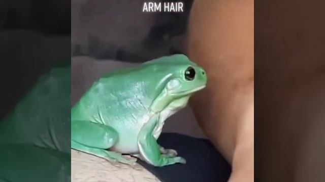 #лягушка #людоед ест человека живоглот забавные #животные смотреть онлайн