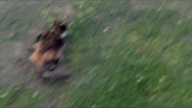 Сибирский кот !!! смотреть онлайн