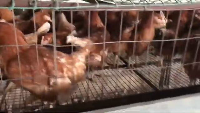 Молодые куры, породы Ломан Браун и Леггорн смотреть онлайн