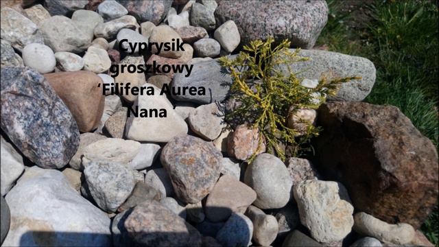 Odcinek #187 Moja skarpa cz. 2 Rośliny 1 z 2 смотреть онлайн