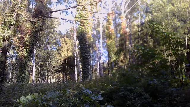 Самый красивый лес смотреть онлайн