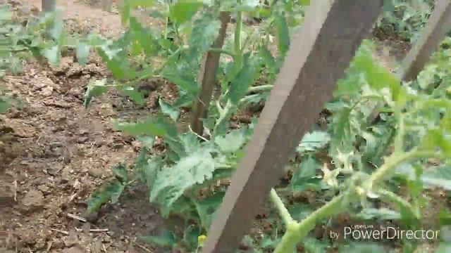 Пасынкование помидор в открытом грунте смотреть онлайн