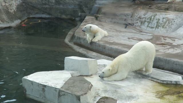 Белый медведь: прыжок на бис смотреть онлайн