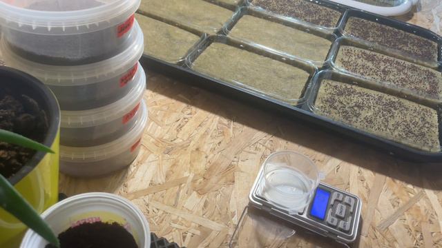 Как посадить или как вырастить пак-чой, тат-сой, брокколи и руколу на микрозелень?