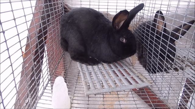 Породы кроликов: Настоящие Черно-Бурые смотреть онлайн