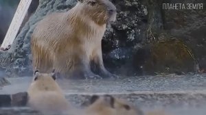 Капибара: Самая большая водосвинка | Интересные факты про грызунов