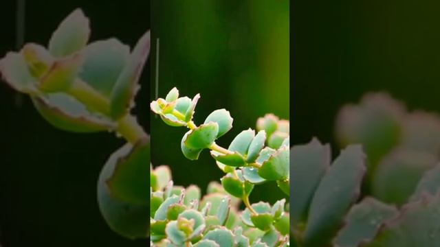 A really beautiful melody for healing the heart and blood vessels, for relaxation and good sleep смотреть онлайн