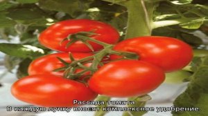 Томат Бетта