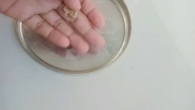 Cara Semai Biji Beringin Dolar atau Beringin korea смотреть онлайн