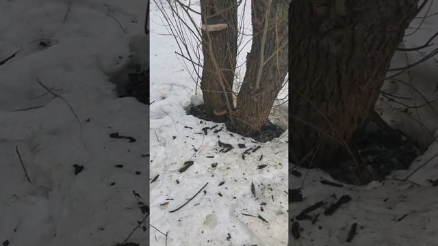 Деревья ранней весной. Особенности.