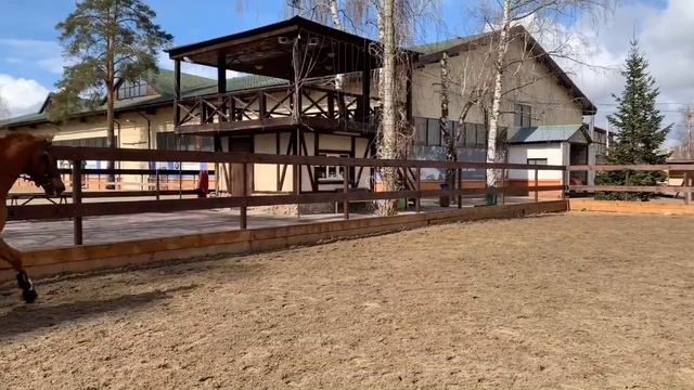 Конкур. Менять или не менять ногу на галопе? смотреть онлайн