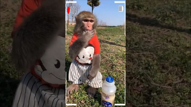 The Best of Monkey Videos - A Funny Monkeys Compilation Ep30 смотреть онлайн