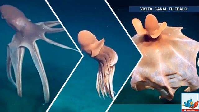 Investigadores descubren enorme pulpo bailarín смотреть онлайн