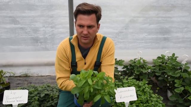 Stevia – Édeslevél смотреть онлайн
