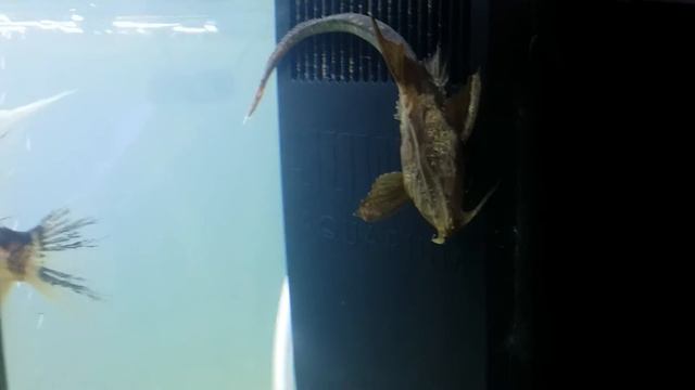 Banjo hanging around on the filter. смотреть онлайн