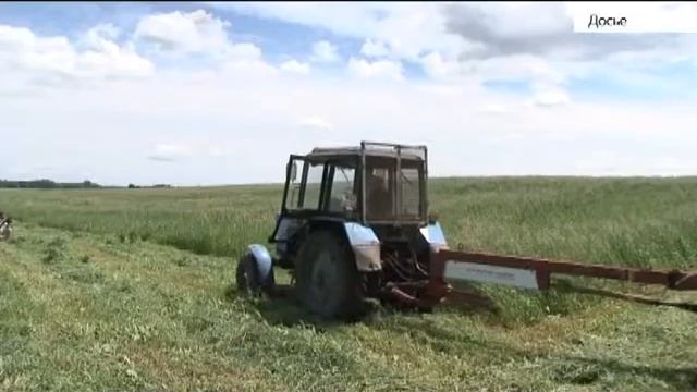 230 тысяч тонн сена, сенажа, силоса и соломы заготовили аграрии Алтайского края смотреть онлайн