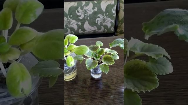 Фиалка? ОСТОРОЖНО!!! С клещем шутки плохи! ☝ смотреть онлайн