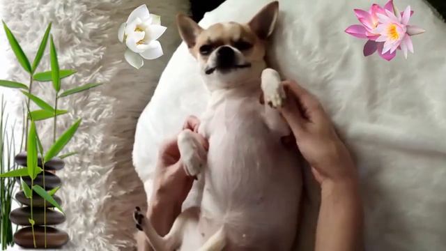 Сеанс массажа смотреть онлайн