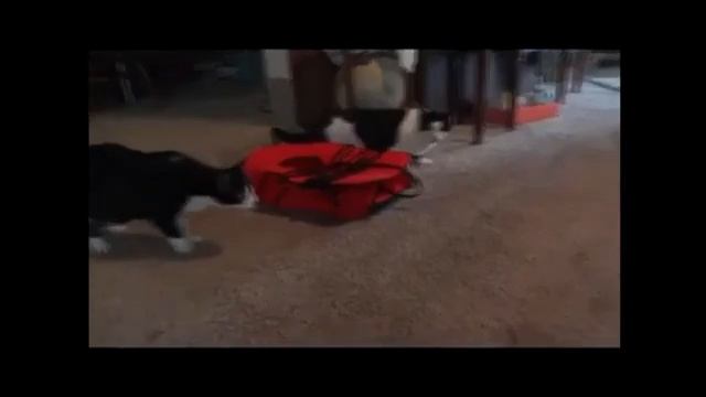 Коты на измене смотреть онлайн