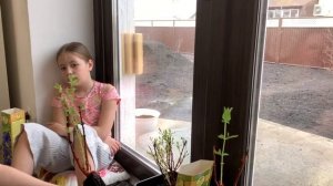 ЖИМОЛОСТЬ САМАЯ КРУПНАЯ И ВКУСНАЯ ОСОБЕННОСТИ СОРТОВ И ПОСАДКИ