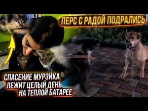 2 день спасения Мурзика с холода.Выгул собак, Рада подралась с ПерсомВозим кошек на уколы.