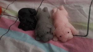 где купить сквиши собак