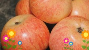 Яблоня домашняя Конфетное (Konfetnoe). Краткий обзор, описание характеристик, где купить саженцы