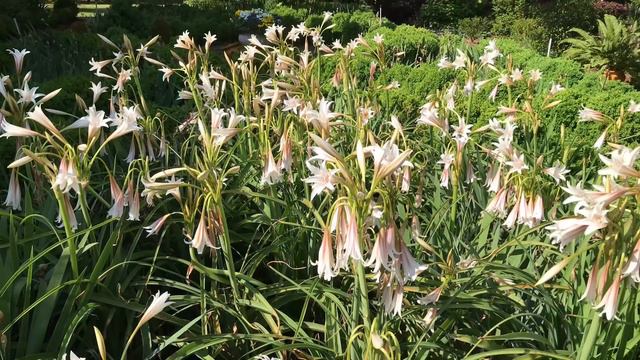 A Personal Mark on an Historic Property - My Gladiolus смотреть онлайн