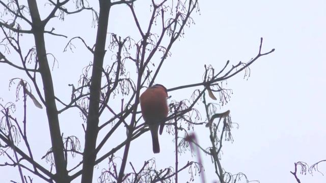 СНЕГИРИ. В сером городе красные птицы смотреть онлайн