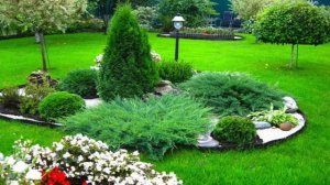 Самые неприхотливые хвойные растения для вашего сада!