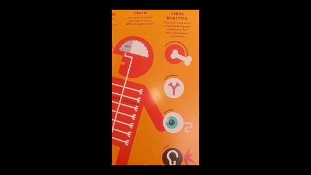 Питер Гранди. Тело человека. Головной мозг смотреть онлайн