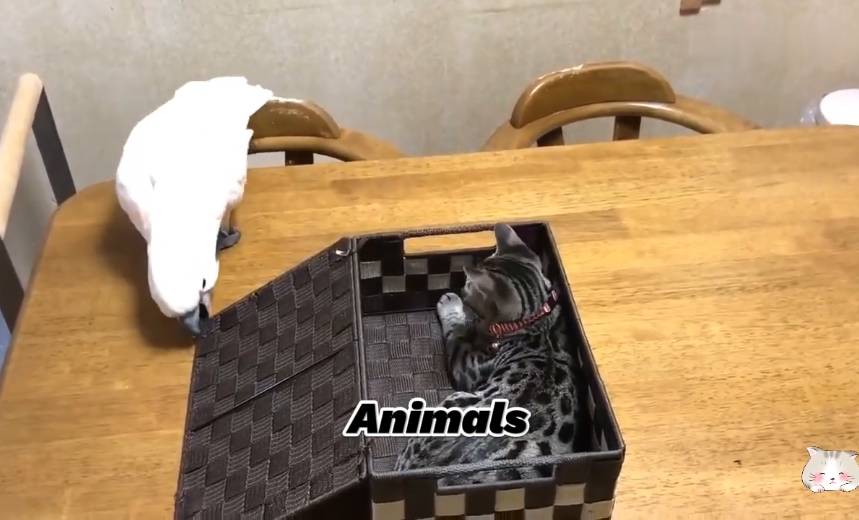 ДО СЛЁЗ ? подборка безумных кошек, собак и других животных | Смешные видео - Лучшие ПРИКОЛЫ 32 смотреть онлайн