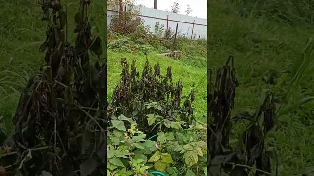 КОШМАР и УЖАС! Мороз побил георгины #саднадежды #георгины #мороз смотреть онлайн