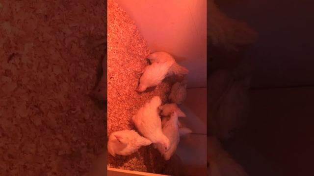 Бресс Гальские.1 мес и 10 дней. Переселение смотреть онлайн