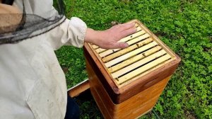 Пасека 11 Мая 2022 года. Расширение корпусом вниз.