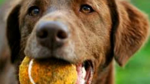 КАКИЕ ИГРУШКИ ОПАСНЫ ДЛЯ СОБАК?? смотреть онлайн