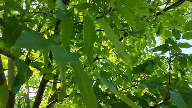 Мало известный медонос - бирючина #privet #bees, #bee, #honey_plant смотреть онлайн