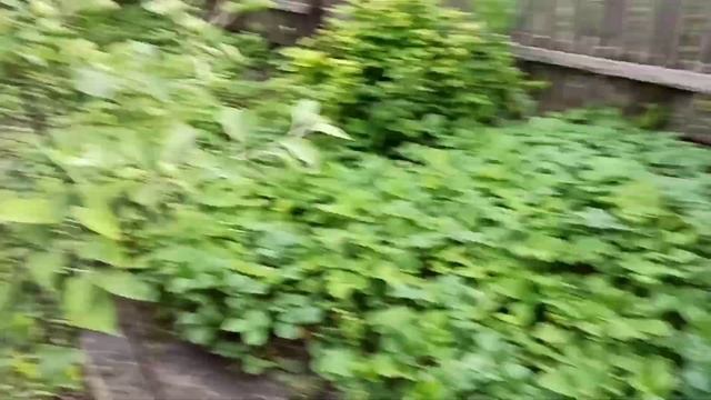 Приехали помочь родителям/ломаем старый забор смотреть онлайн