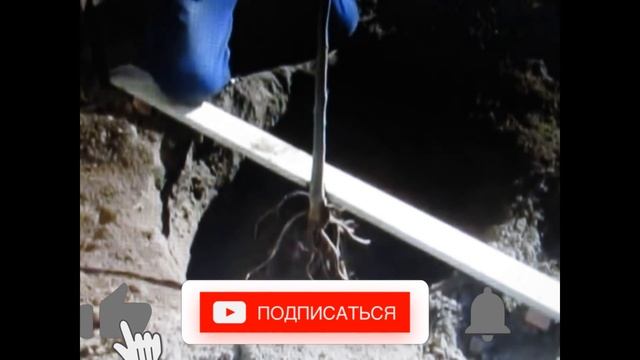 Обрезка крыжовника, обрезка хурмы, обрезка колоновидной сливы... Ответы на вопросы. смотреть онлайн