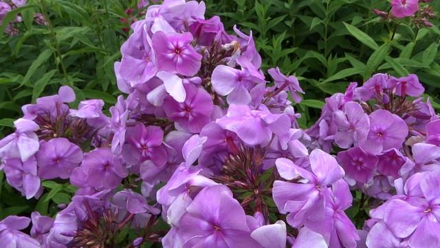 Флокс метельчатый Седая Дама. Автор: Репрев Ю.А. Год: 2000. смотреть онлайн