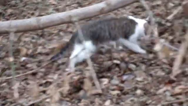 Кот на охоте = Cat on the hunt= смотреть онлайн